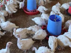 Curcani cu greutatea de 1,4 kg