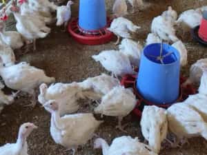 Curcani cu greutatea de 1,4 kg — miniatura 3