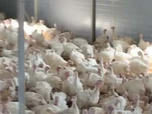 Curcani cu greutatea de 1,4 kg — miniatura 4