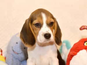 Pui Beagle tricolor din parinti cu pedigree — miniatura 2