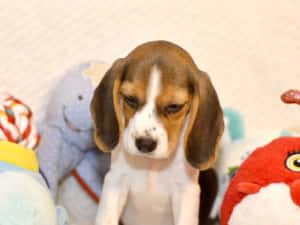 Pui Beagle tricolor din parinti cu pedigree — miniatura 3