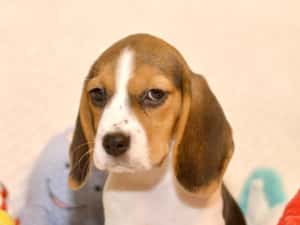 Pui Beagle tricolor din parinti cu pedigree — miniatura 5