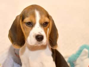 Pui Beagle tricolor din parinti cu pedigree — miniatura 6