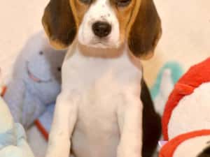 Pui Beagle tricolor din parinti cu pedigree — miniatura 7