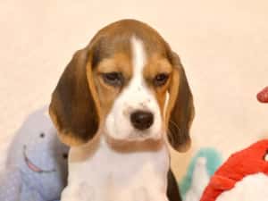 Pui Beagle tricolor din parinti cu pedigree — miniatura 10