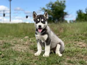 Mascul husky siebrian deosebit! — miniatura 1
