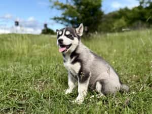 Mascul husky siebrian deosebit! — miniatura 4