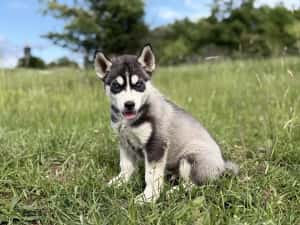 Mascul husky siebrian deosebit! — miniatura 5