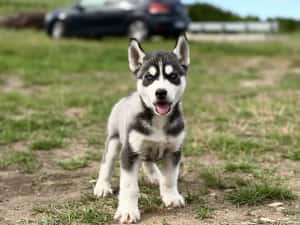 Mascul husky siebrian deosebit! — miniatura 6