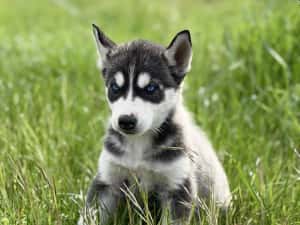 Mascul husky siebrian deosebit! — miniatura 7