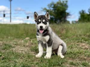 Mascul husky siebrian deosebit! — miniatura 8