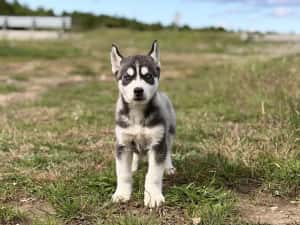 Mascul husky siebrian deosebit! — miniatura 9