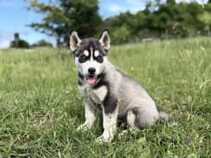Mascul husky siebrian deosebit! — miniatura 10
