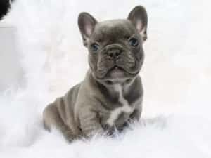 Bulldog francez mascul — miniatura 1