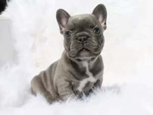 Bulldog francez mascul — miniatura 3