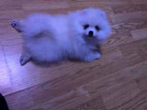 Pomeranian pui-Canisa — miniatura 2