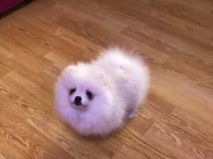 Pomeranian pui-Canisa — miniatura 3