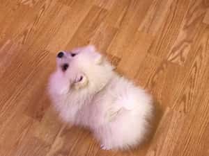 Pomeranian pui-Canisa — miniatura 7