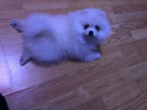 Pomeranian pui-Canisa — miniatura 8