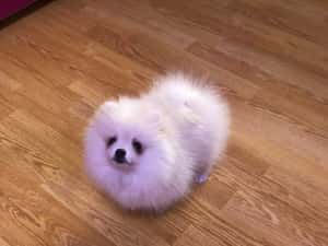Pomeranian pui-Canisa — miniatura 9