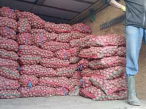 Cartofi de samanta  074[060]45[98) — miniatura 7