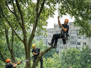 Toaletări copaci , arbori pomi cu Alpiniști utilitari — miniatura 5