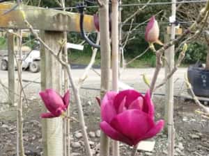 Magnolie cleopatra deosebită — miniatura 4