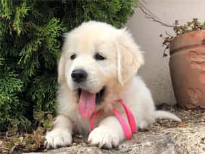 Golden Retriever - furnizor autorizat - transport autorizat la nivel național