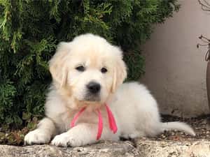 Golden Retriever - furnizor autorizat - transport autorizat la nivel național — miniatura 2