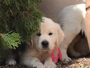 Golden Retriever - furnizor autorizat - transport autorizat la nivel național — miniatura 4