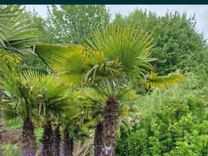 Palmieri calitate extra transport gratuit