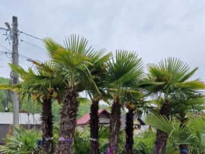 Palmieri calitate extra transport gratuit — miniatura 2