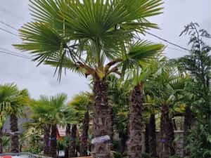 Palmieri calitate extra transport gratuit — miniatura 3