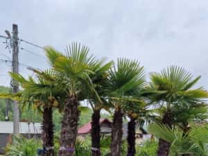 Palmieri calitate extra transport gratuit — miniatura 5