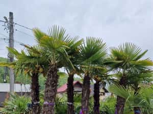 Palmieri calitate extra transport gratuit — miniatura 8