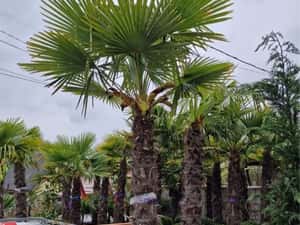 Palmieri calitate extra transport gratuit — miniatura 9