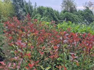 Photinia  red robins