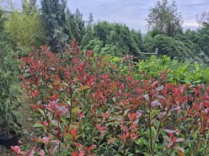 Photinia  red robins — miniatura 3