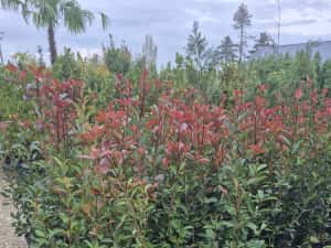 Photinia  red robins — miniatura 4