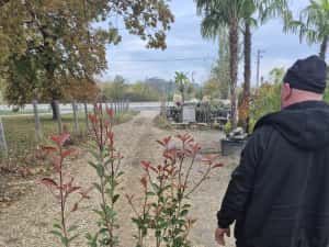 Photinia  red robins — miniatura 5