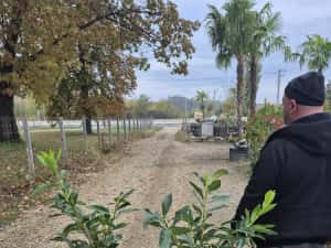 Photinia  red robins — miniatura 6