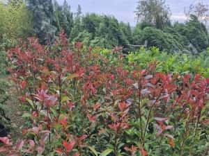 Photinia  red robins — miniatura 7