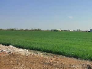 Teren construcție-hală Calea Aradului-Sânandrei de vânzare — miniatura 2