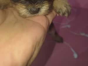 Yorkshire terrier mini toy