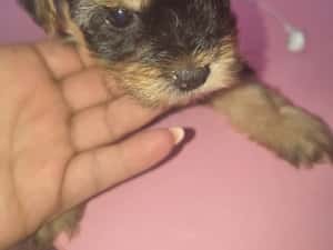 Yorkshire terrier mini toy — miniatura 2