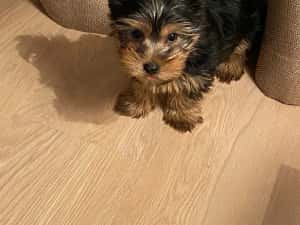 Yorkshire terrier mini toy — miniatura 3