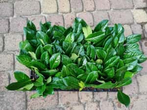Prunus Laurocerasus Rotundifolia, Novita / Laur englezesc / — miniatura 4