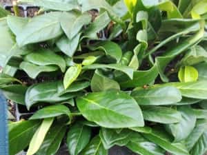 Prunus Laurocerasus Rotundifolia, Novita / Laur englezesc / — miniatura 7