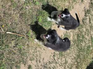Pui femelă Border Collie