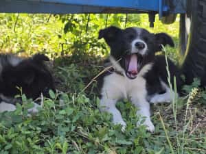 Pui femelă Border Collie — miniatura 2